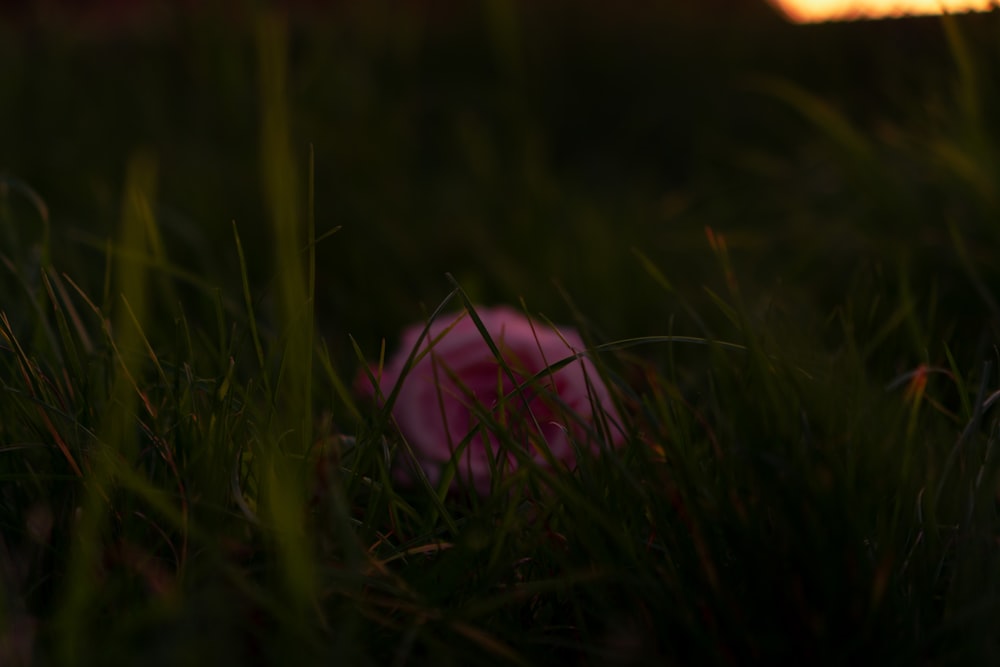 a pink ball in the grass at sunset