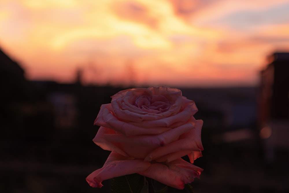 a pink rose in front of a sunset