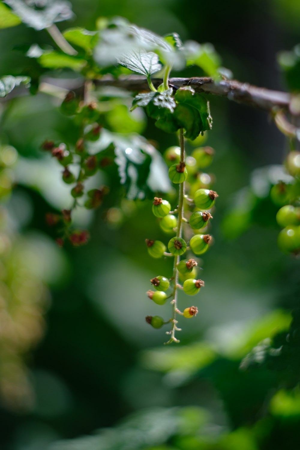 ein Strauß grüner Beeren, die an einem Baum hängen