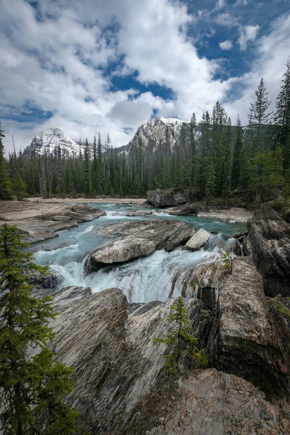 a river running through a lush green forest