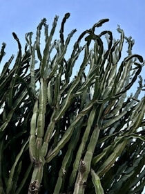 A vast field of tall, green cactus plants under a bright blue sky.