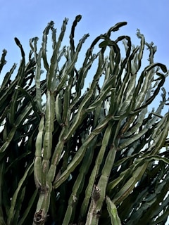 A vast field of tall, green cactus plants under a bright blue sky.