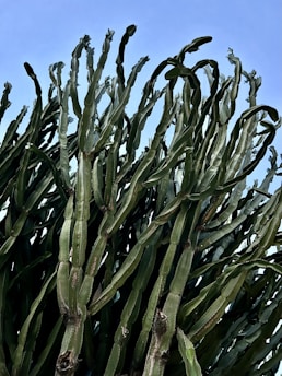 A vibrant field of tall green cactus plants under a bright blue sky.