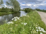 A peaceful spot by the riverbank with wildflowers and gentle ripples in the water.