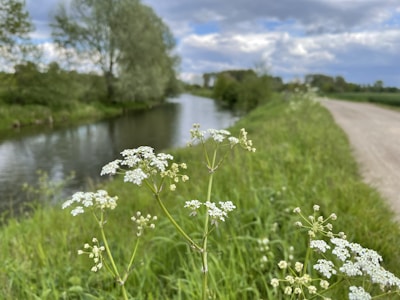 A peaceful spot by the riverbank with wildflowers and gentle ripples in the water.