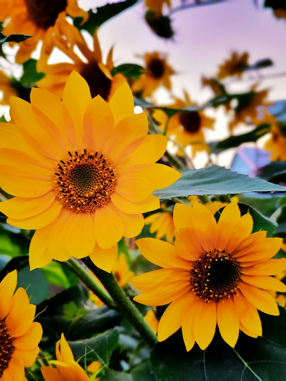 a bunch of yellow sunflowers in a field