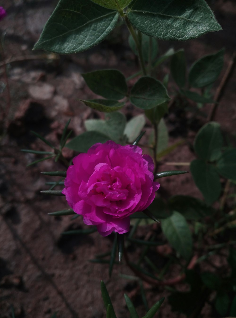 a single pink rose is blooming in a garden