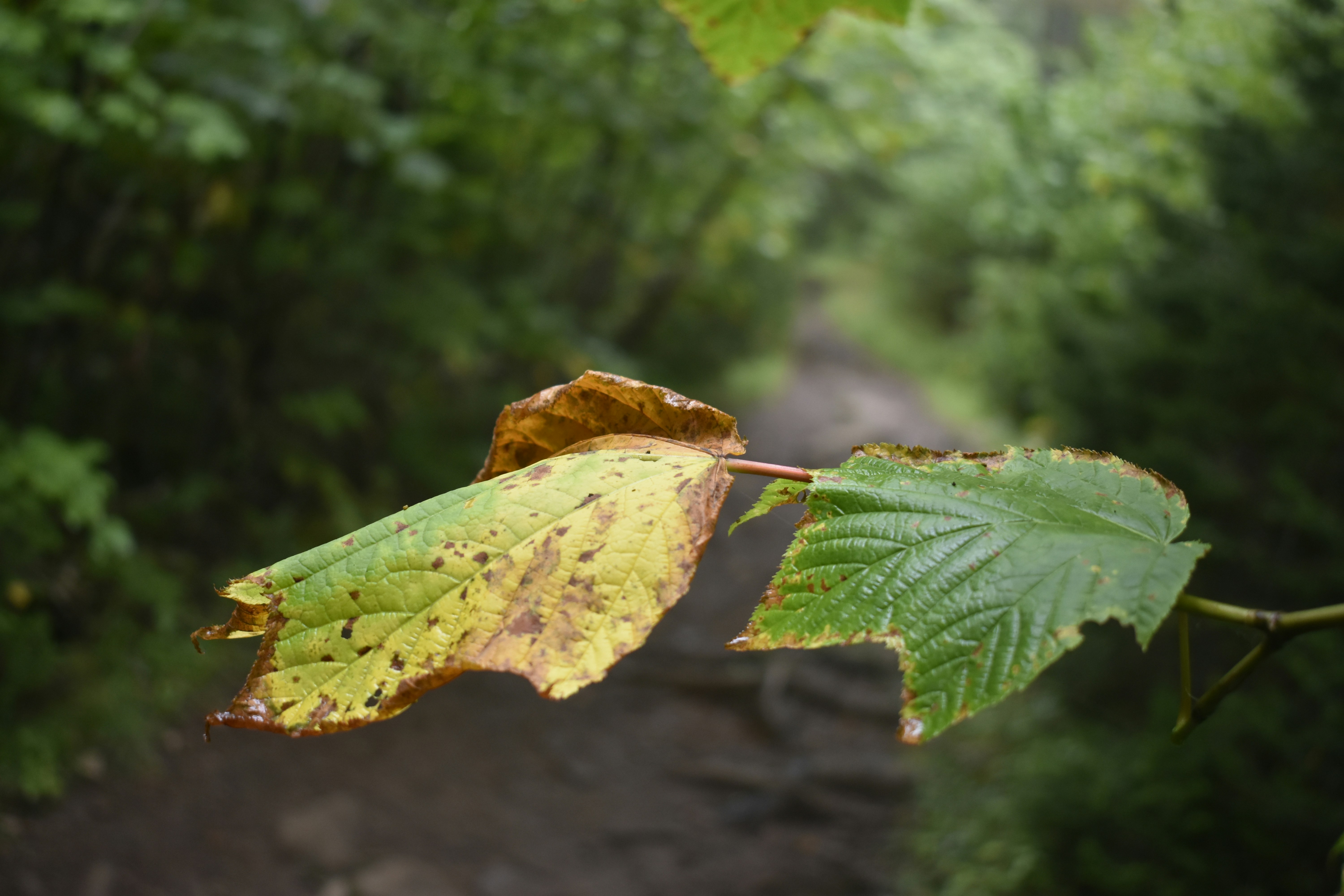 Photo by contracrostipunctus