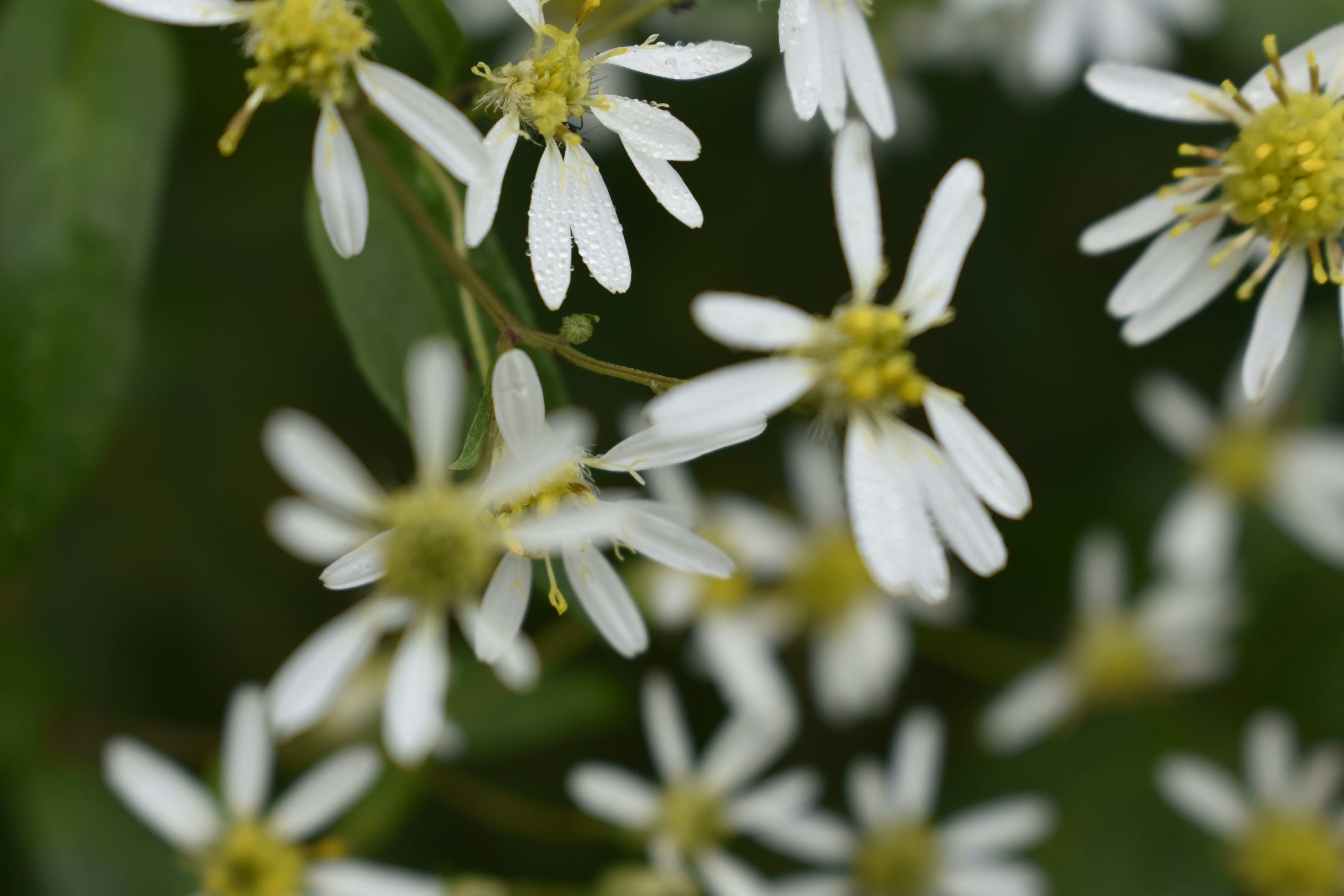 Photo by contracrostipunctus