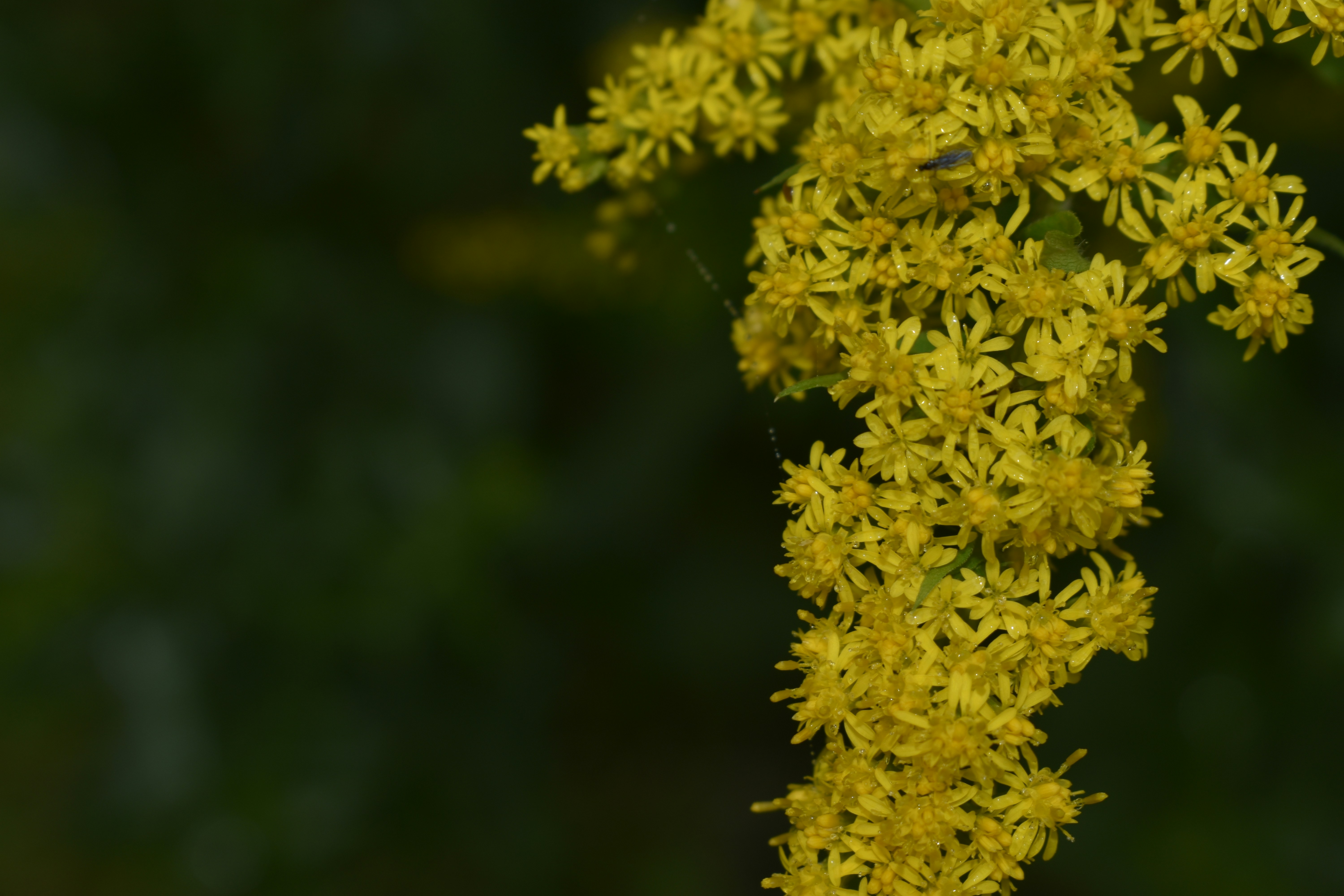 Photo by contracrostipunctus