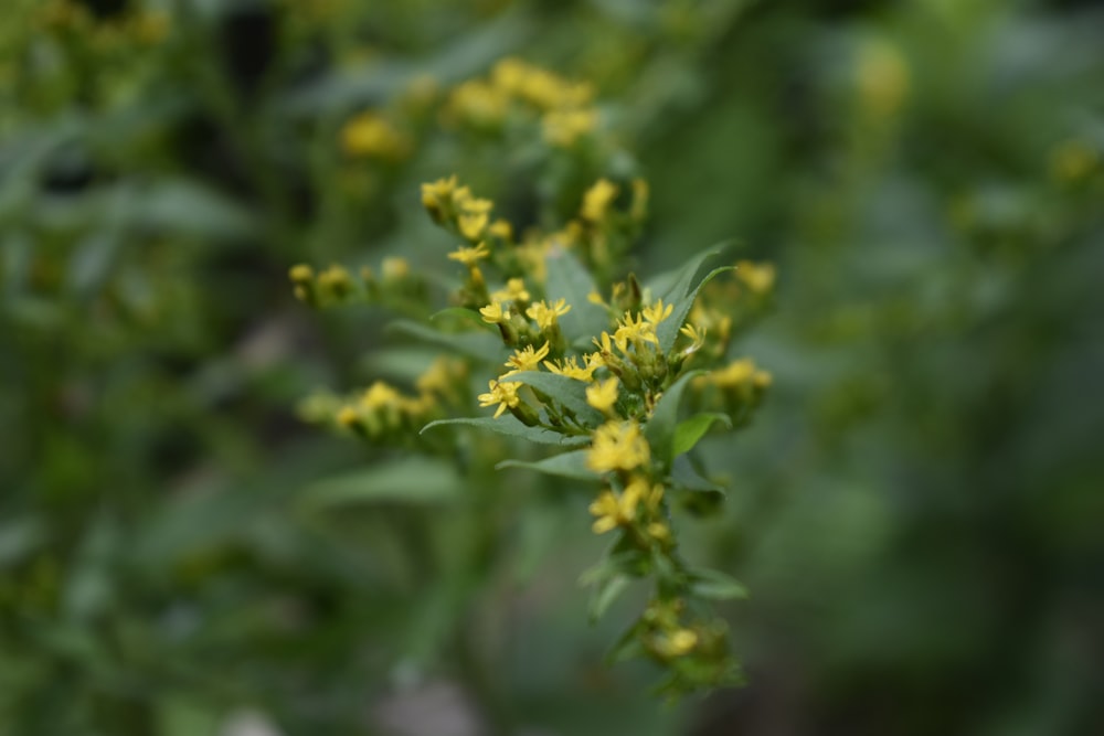 a close up of a plant with yellow flowers