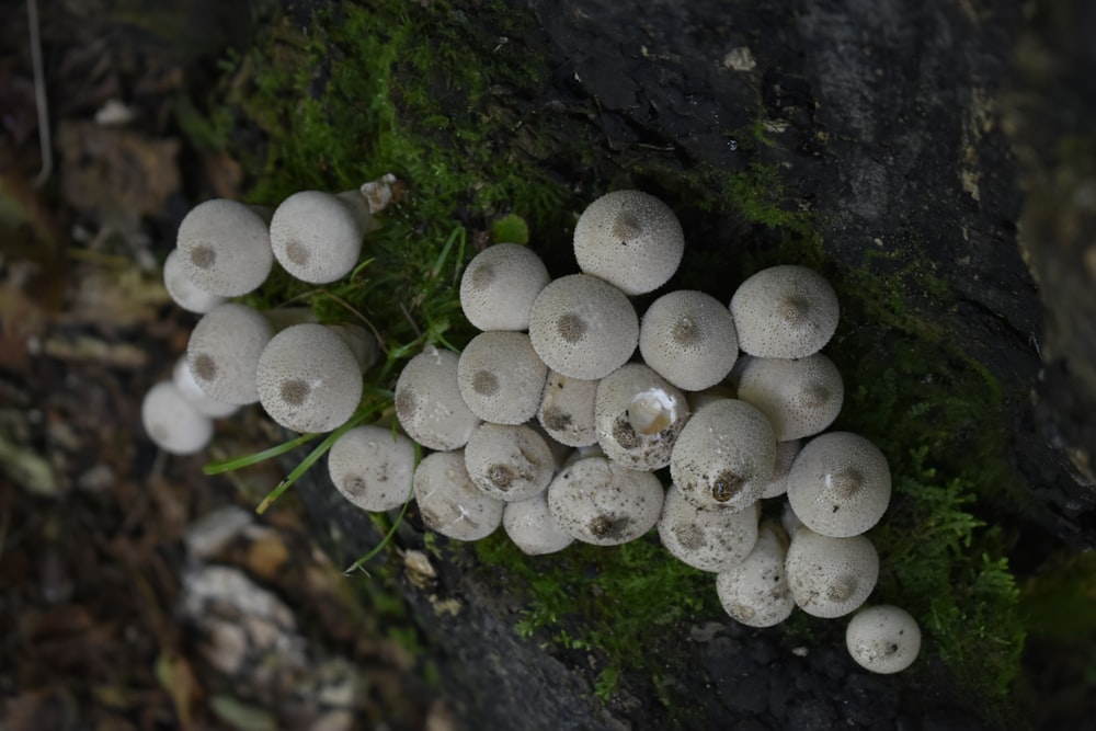 Un montón de hongos que están en el suelo