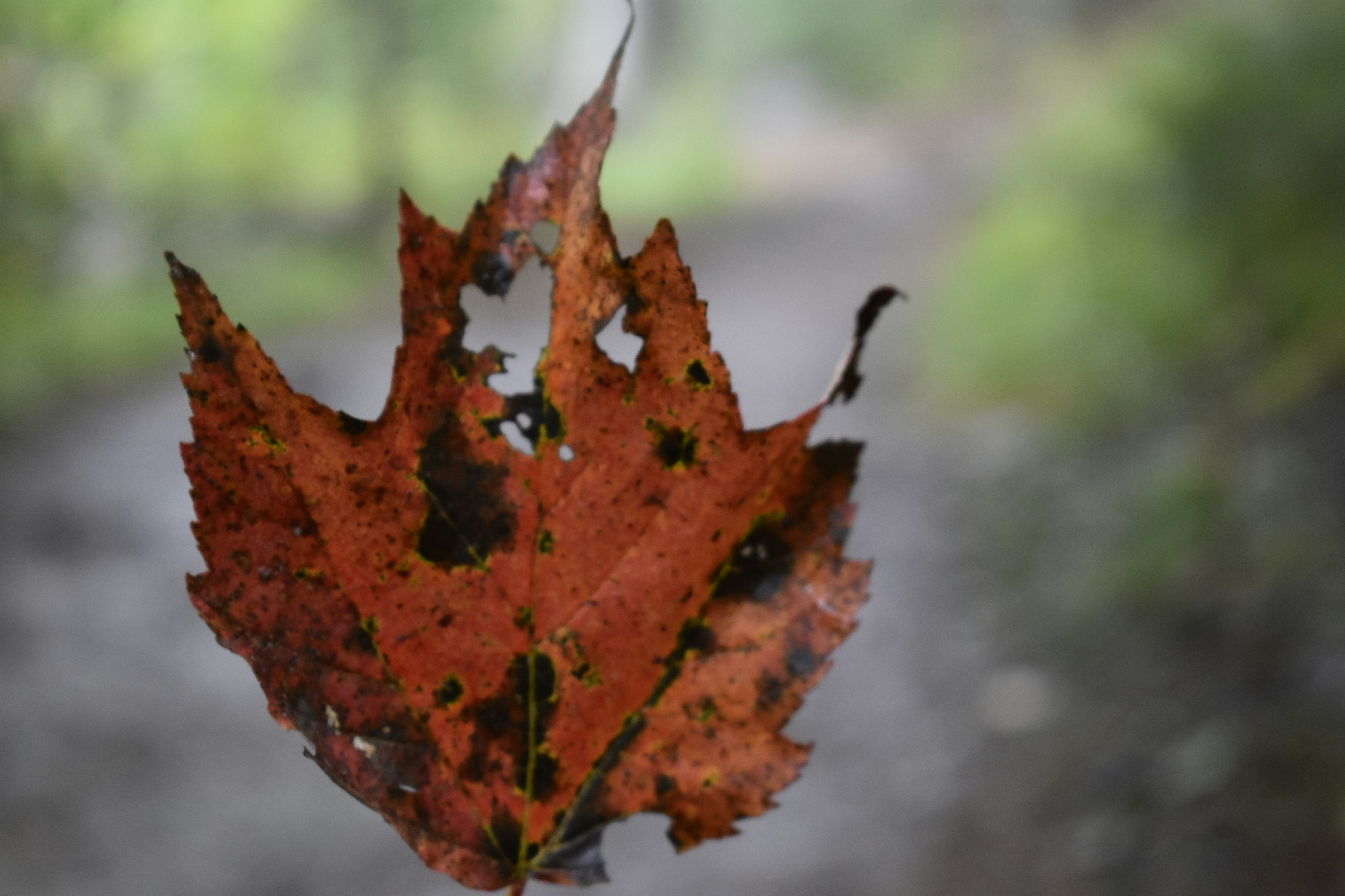 Photo by contracrostipunctus