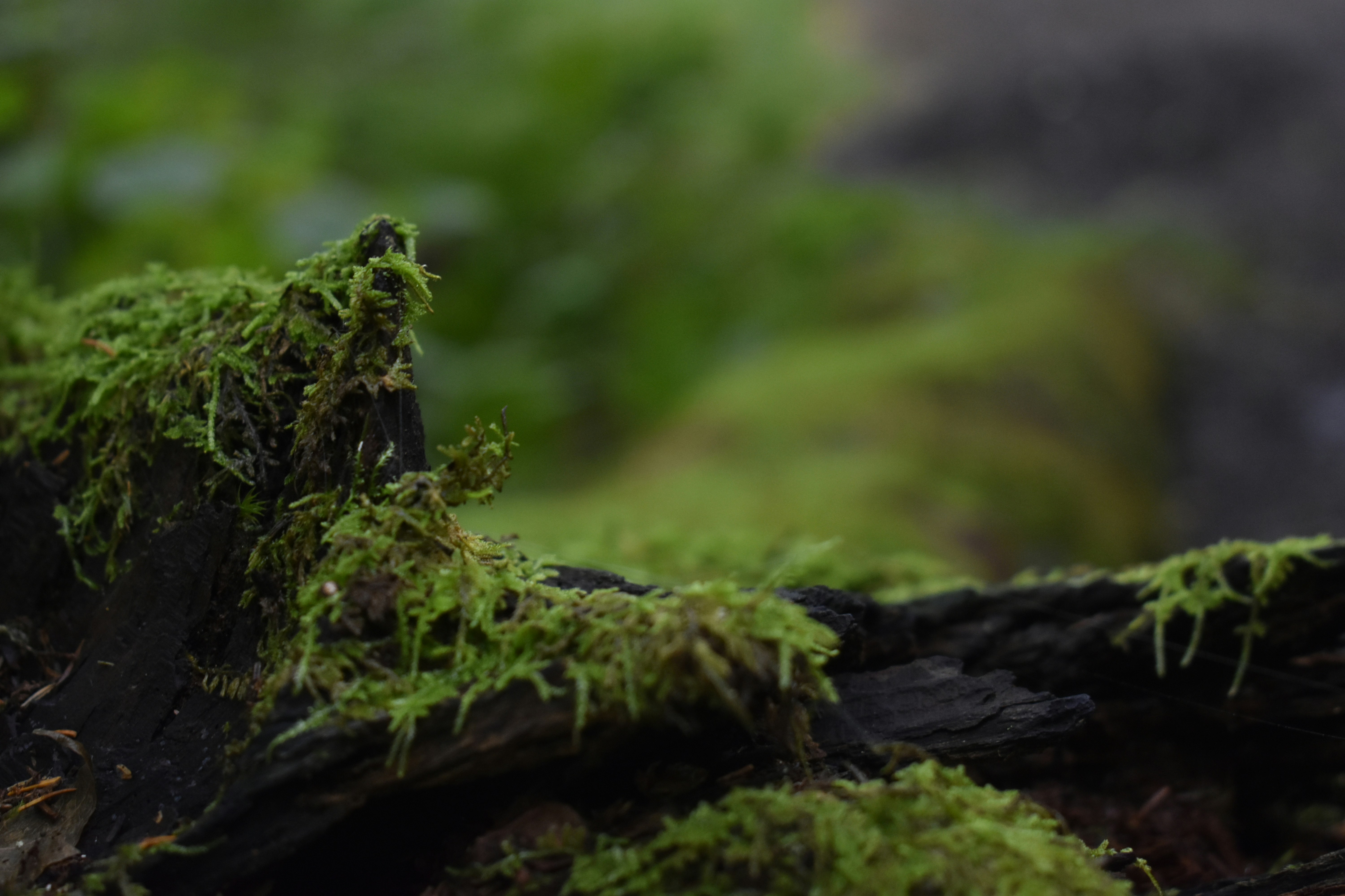 Photo by contracrostipunctus