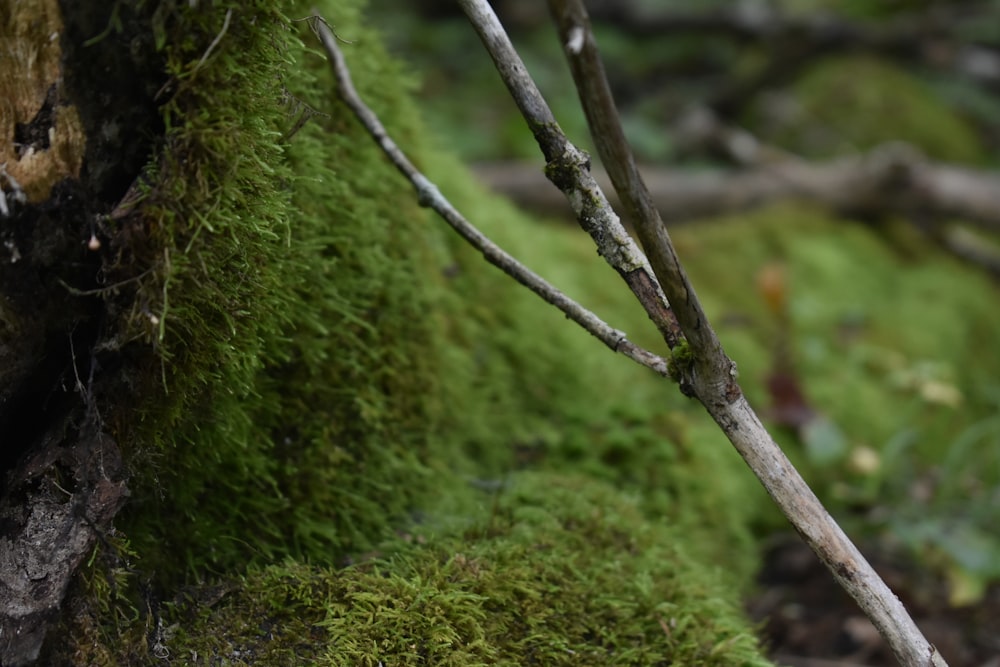 a small bird perched on top of a moss covered tree