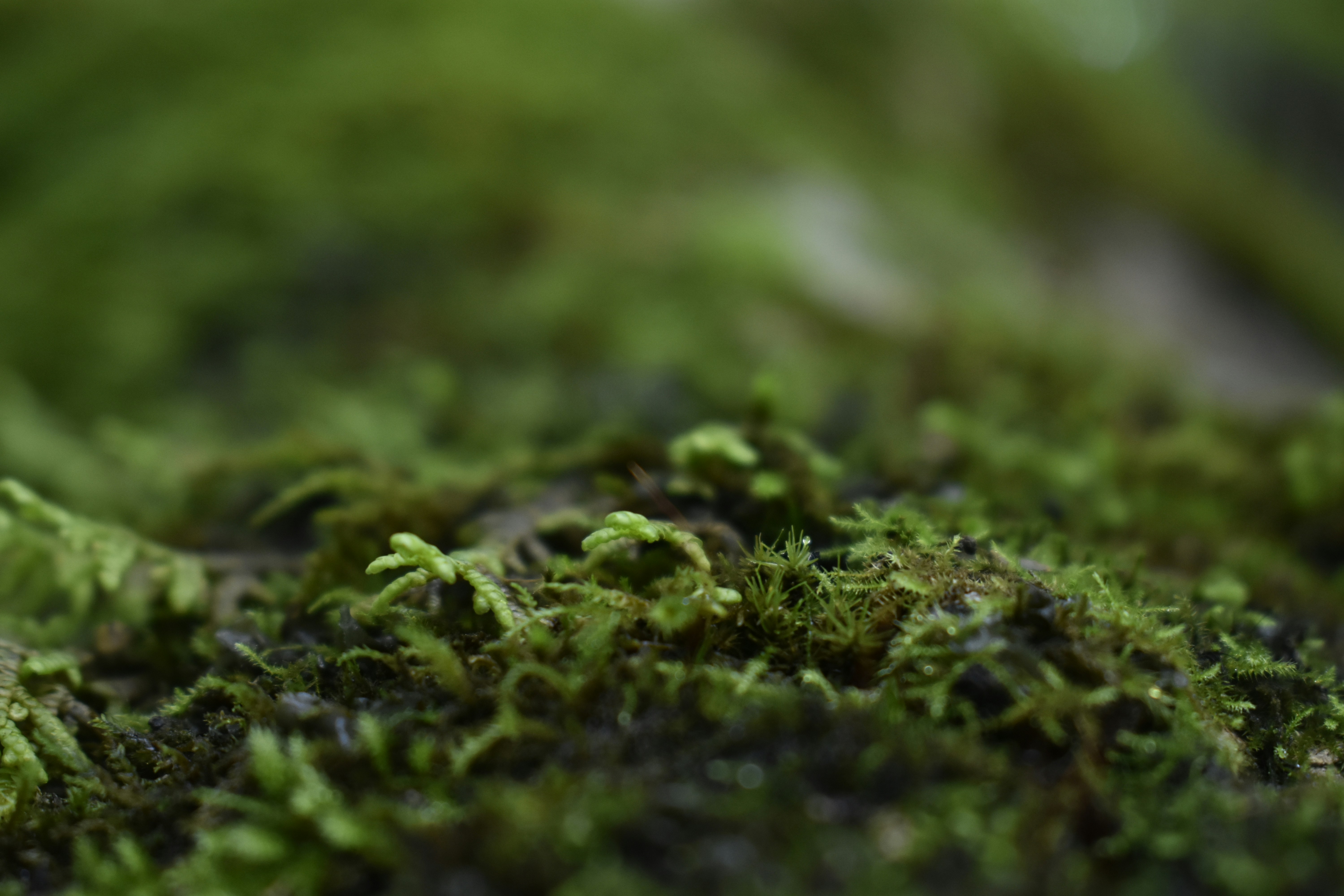 Photo by contracrostipunctus