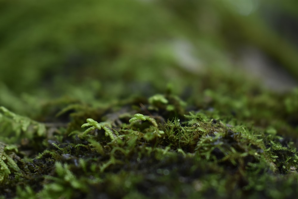 un primer plano de una superficie verde cubierta de musgo