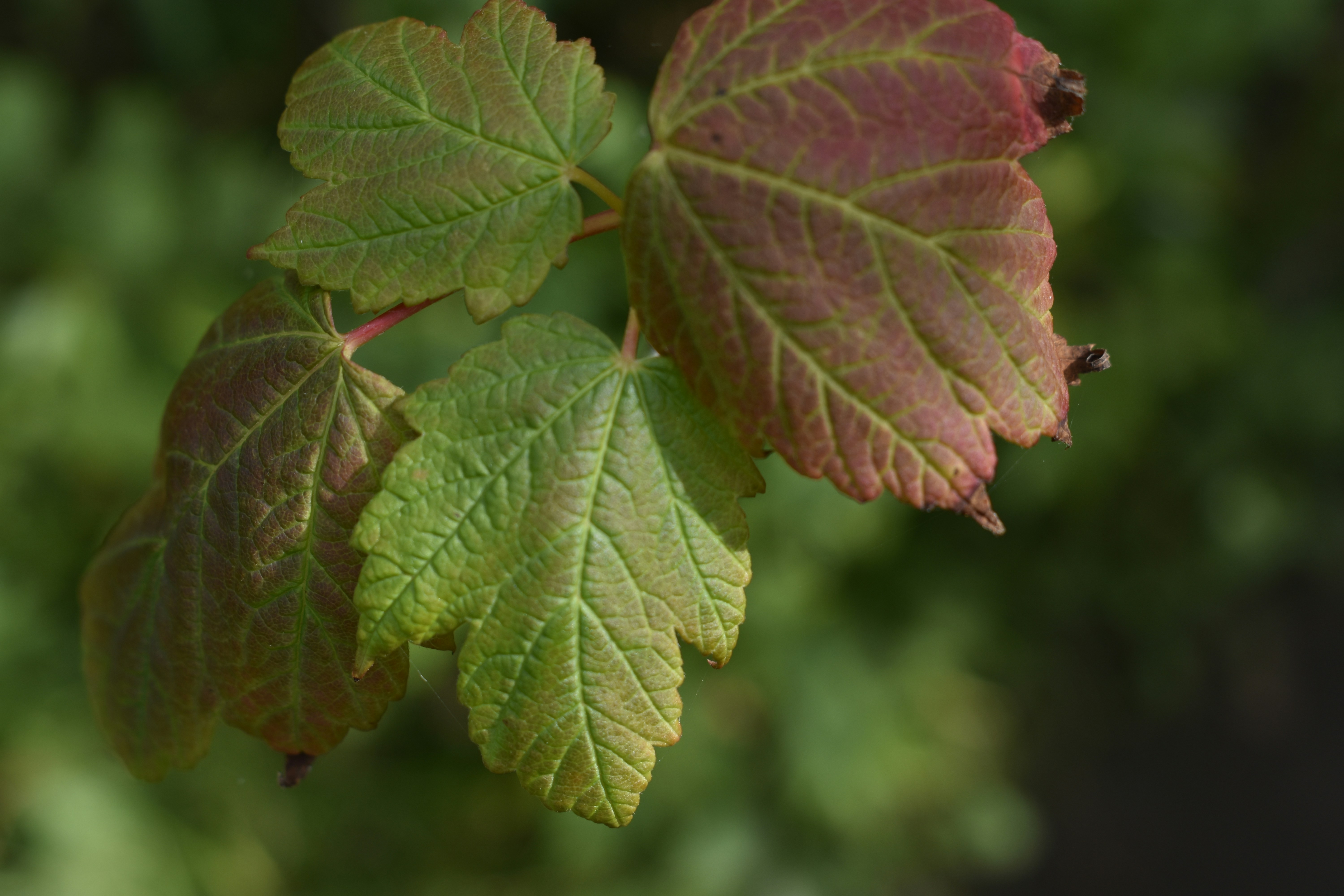 Photo by contracrostipunctus