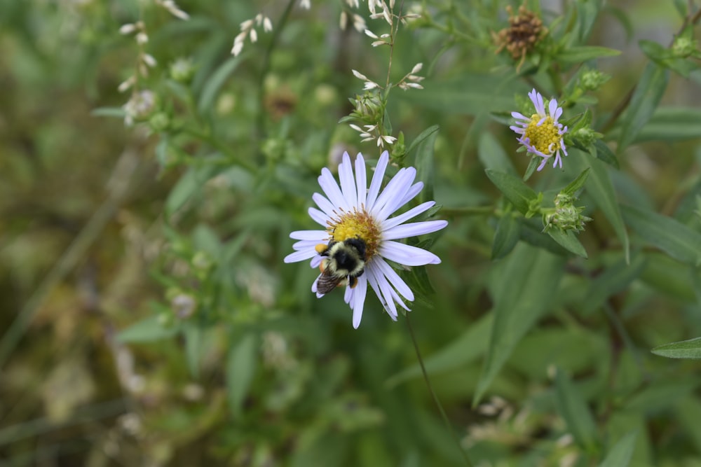 a bee sitting on a flower in a field