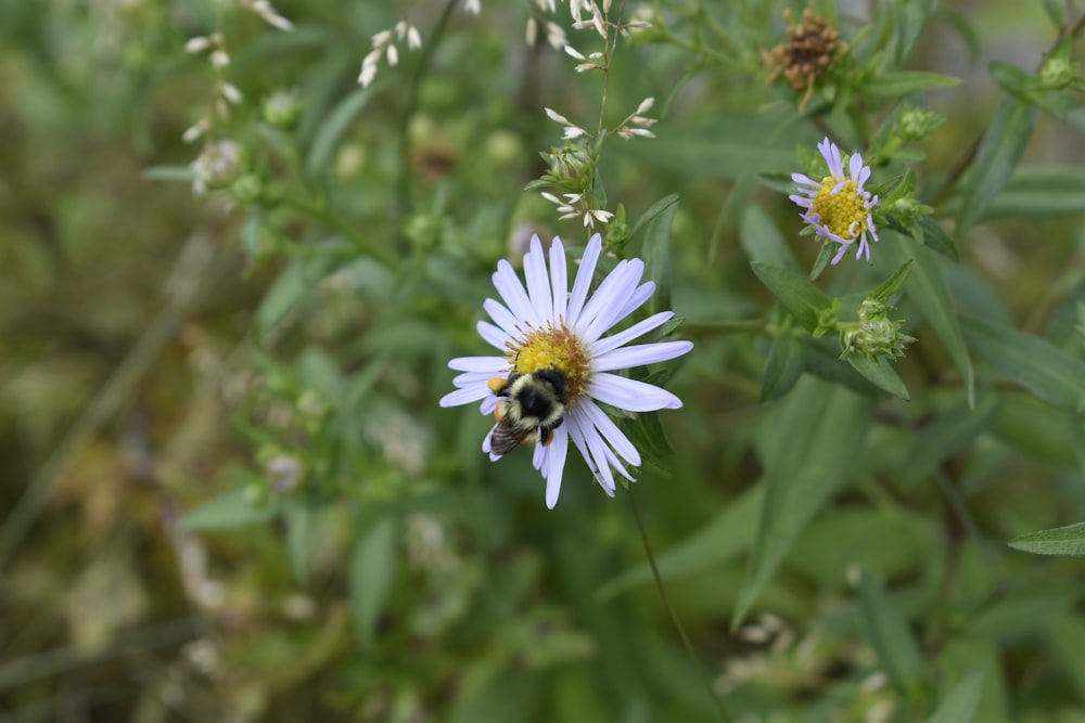 Una abeja sentada en una flor en un campo