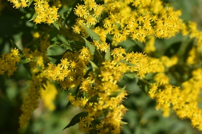 Close-up of vibrant yellow amaltas flowers blooming under sunlight.