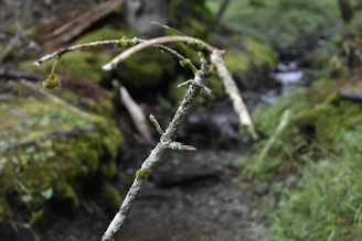 A rugged hiking stick leaning against a mossy rock in a dense forest.