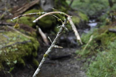 A rugged hiking stick leaning against a mossy rock in a dense forest.