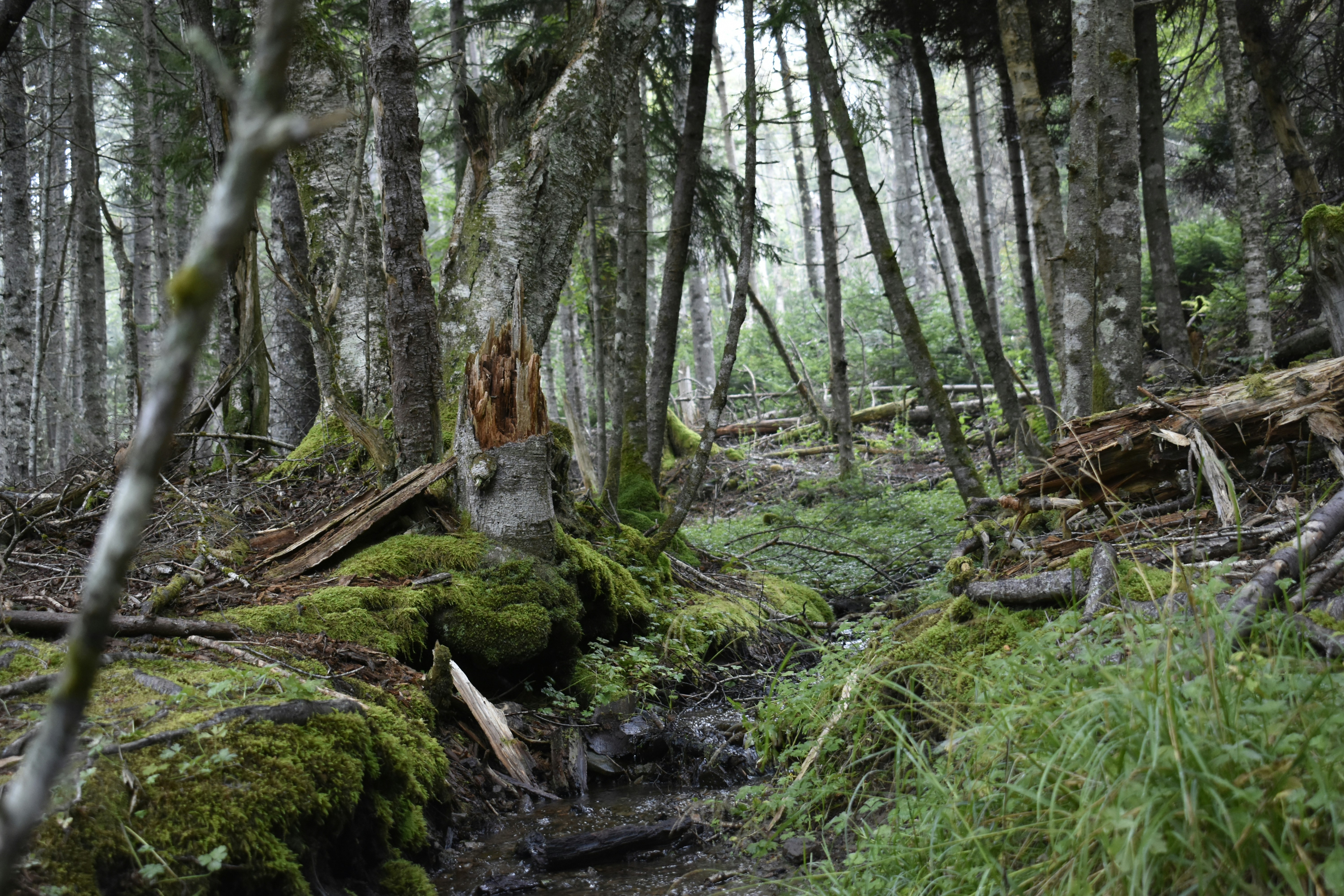 Photo by contracrostipunctus