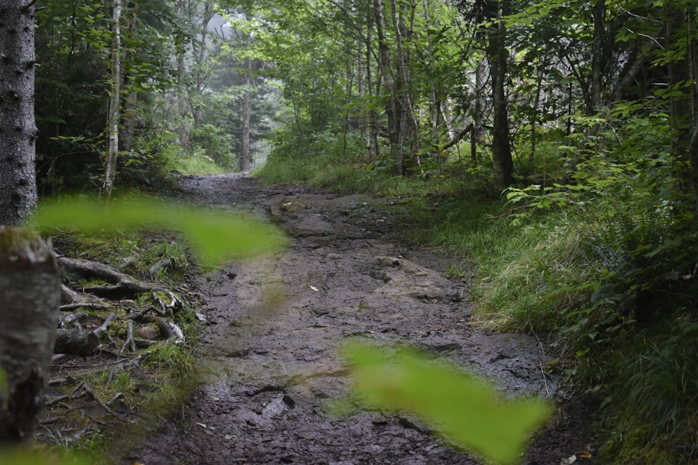 a muddy path in the middle of a forest