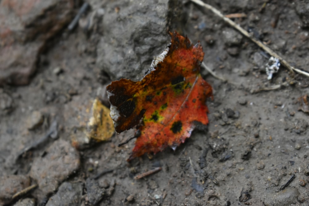 a leaf that is laying on the ground