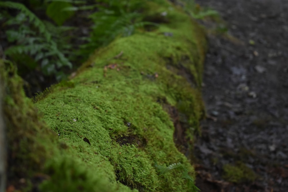 a moss covered log in the middle of a forest