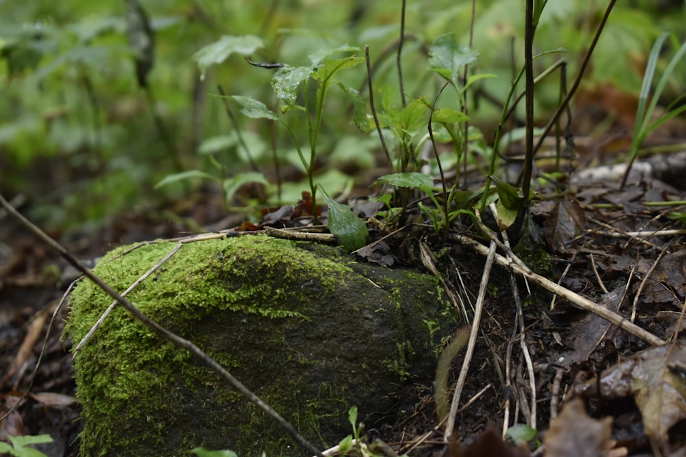 a mossy rock in the middle of a forest