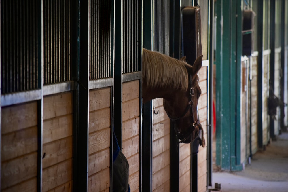 un cheval qui passe la tête à travers une clôture