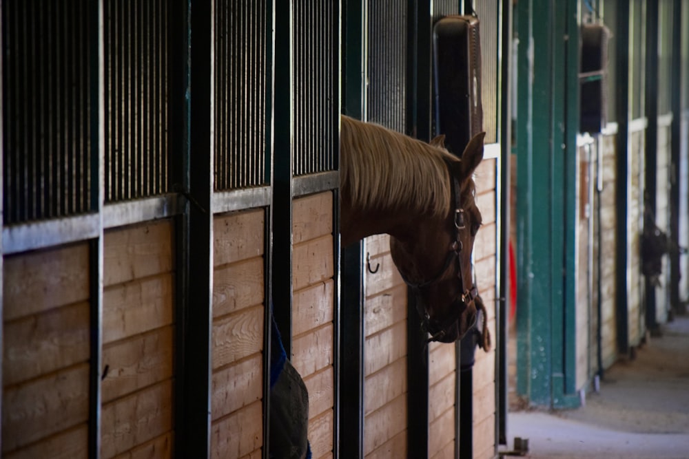 Un cavallo che infila la testa attraverso una recinzione