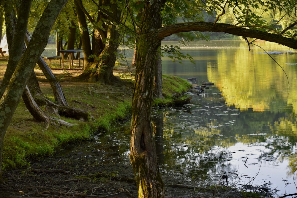 a small stream running through a lush green forest