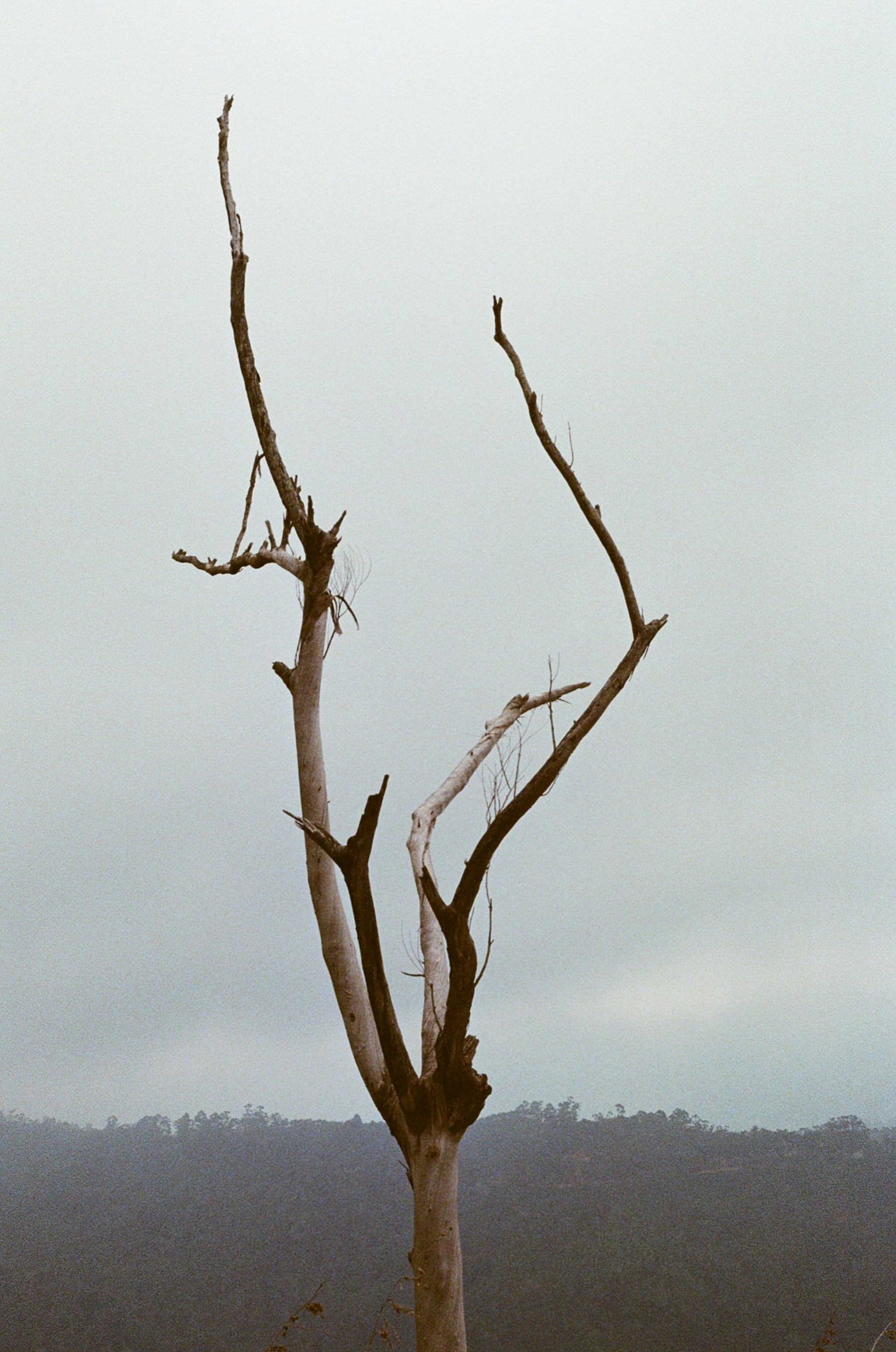 Un albero morto in mezzo a un campo
