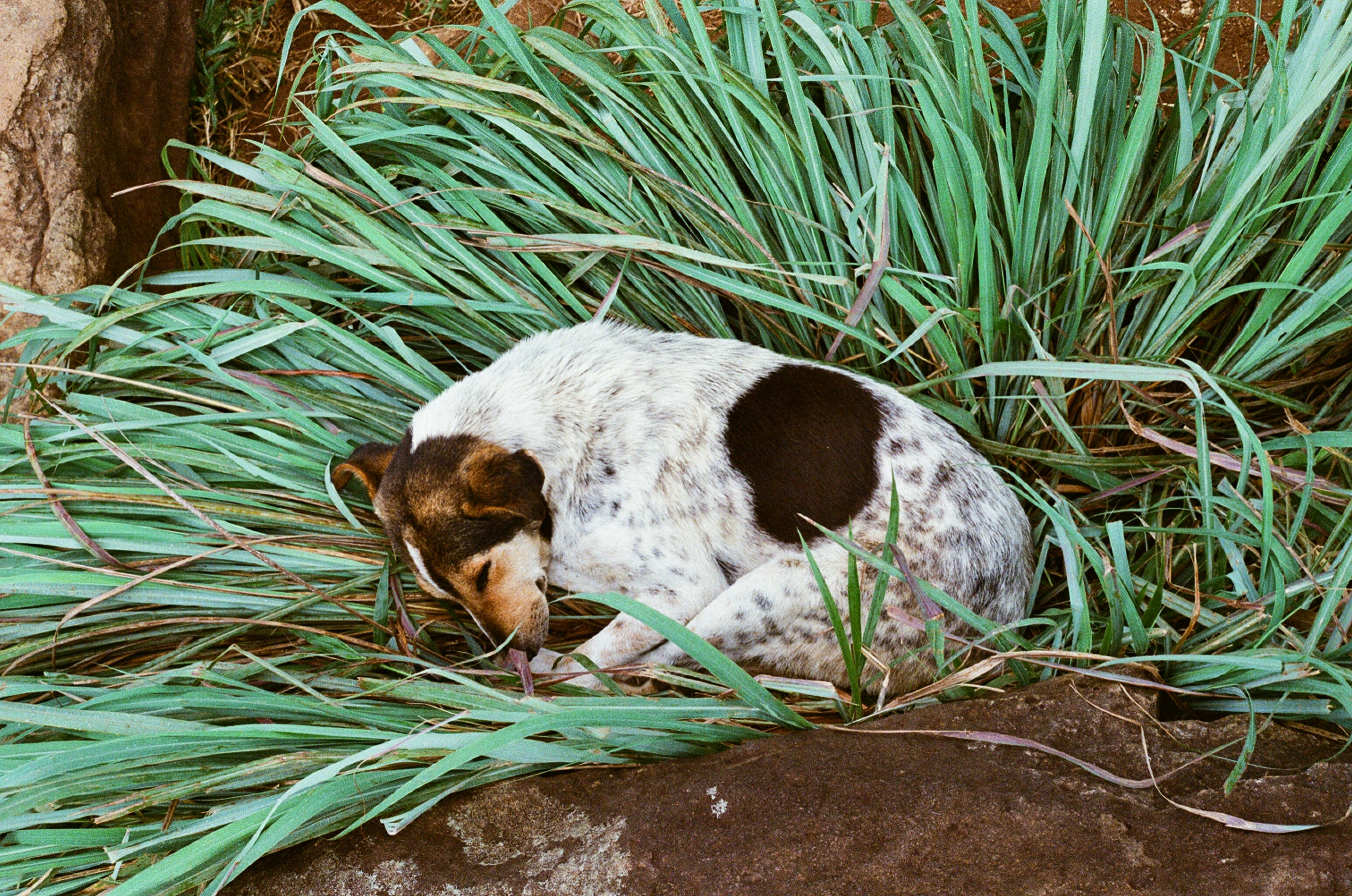 Un cane che giace nell'erba vicino a una roccia