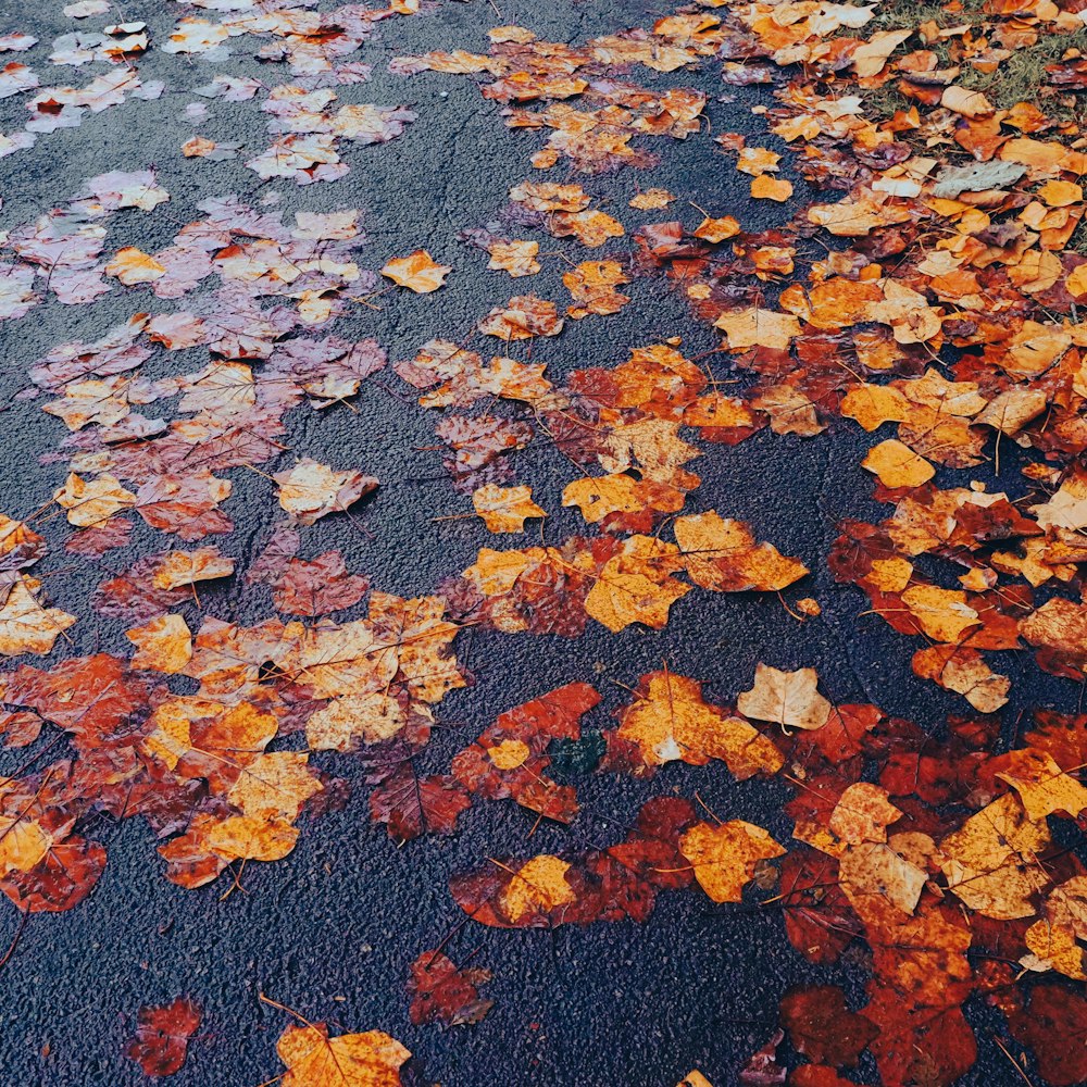 a street that has fallen leaves on it