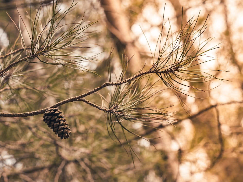 a pine cone hanging from a tree branch