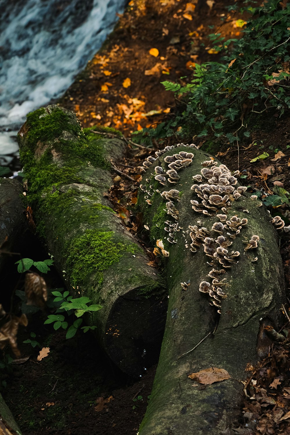 a log with a bunch of mushrooms on it
