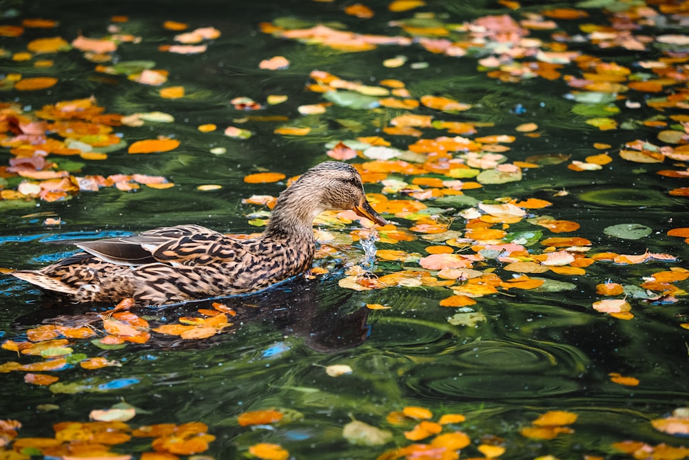 a duck floating on top of a body of water surrounded by leaves