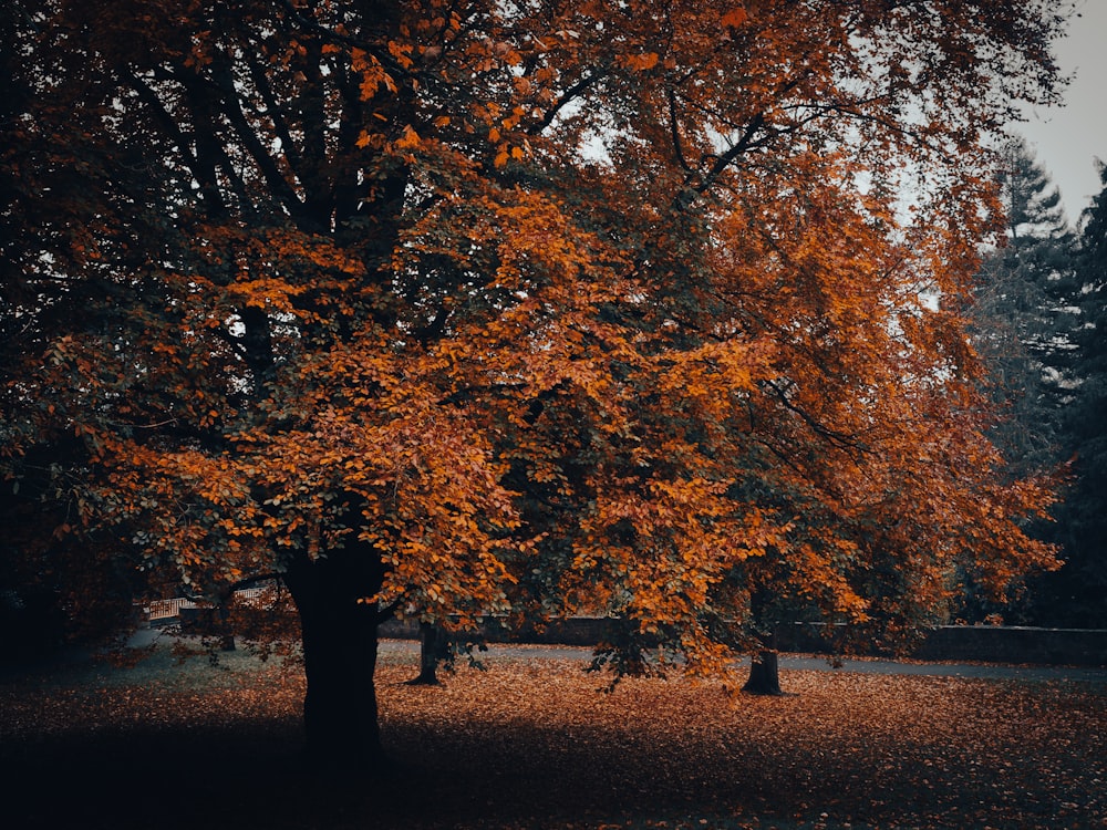 a group of trees that are in the grass