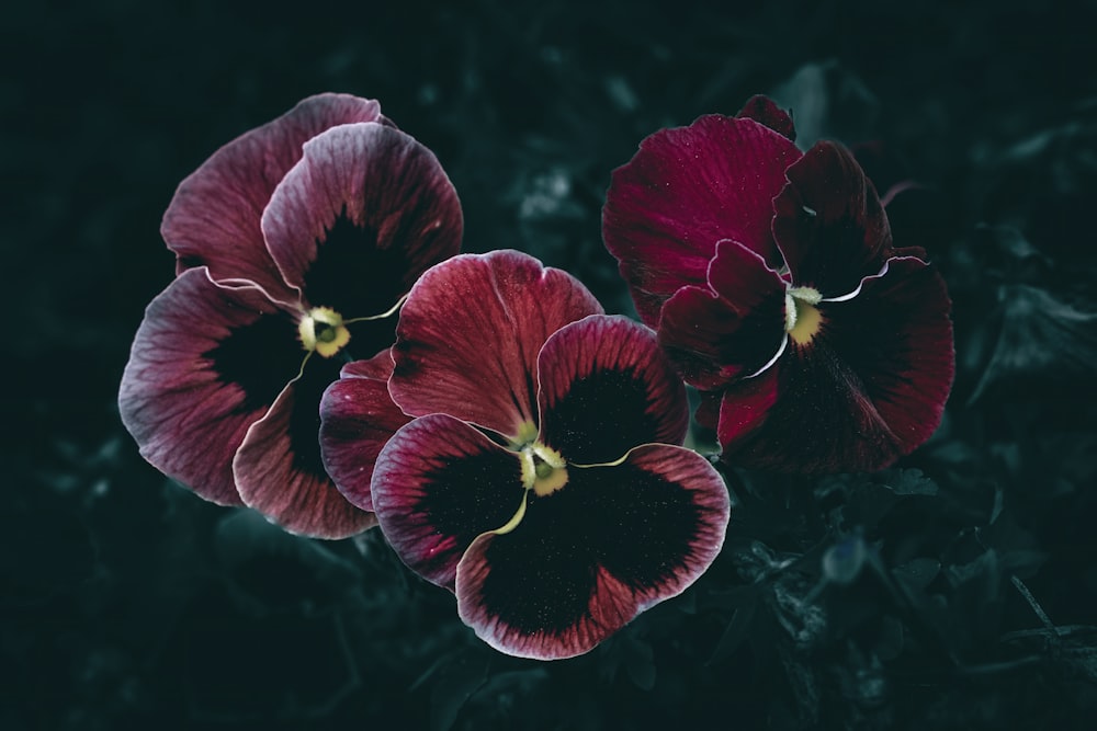 three red flowers with yellow stamens on a dark background