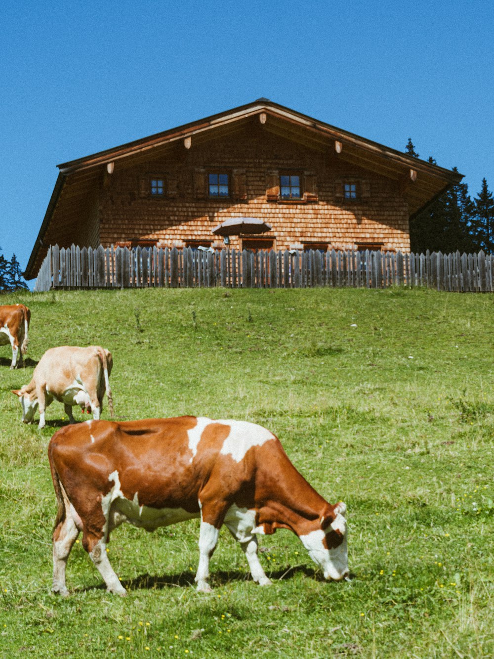 a herd of cows grazing on a lush green field