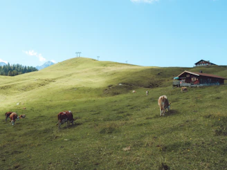 A scenic view of the family farm’s green pastures with grazing cows under a clear blue sky.
