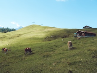 Peaceful rolling hills with miniature Highland cattle grazing under a clear blue Texas sky.