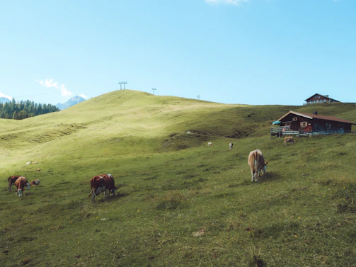 A scenic view of the family farm’s green pastures with grazing cows under a clear blue sky.