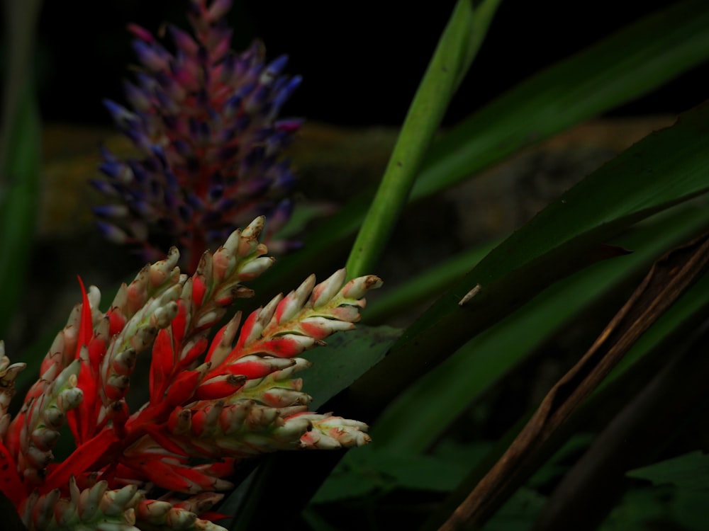 a close up of a plant with red and green flowers