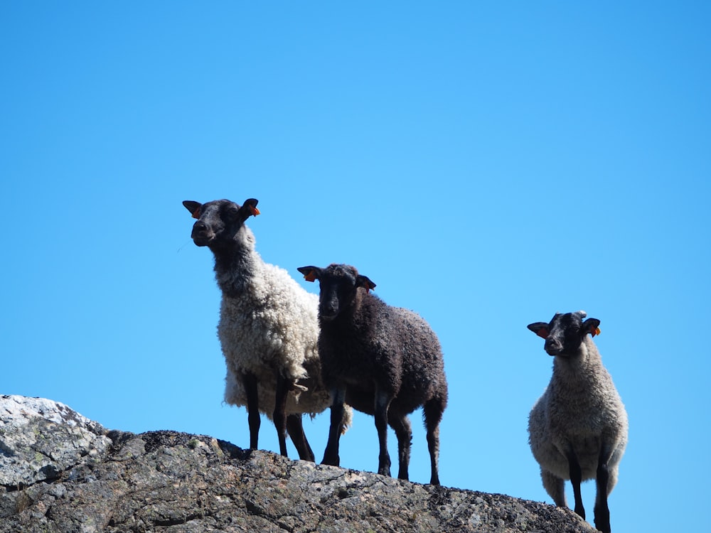 three sheep standing on top of a large rock