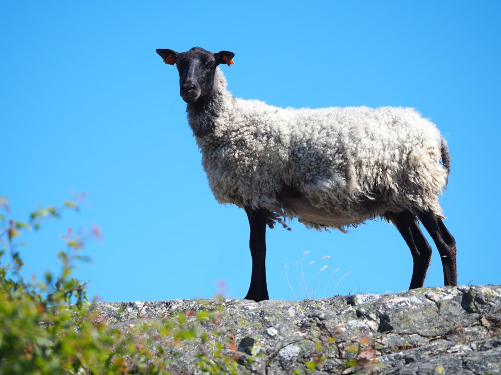 a sheep standing on top of a rock wall